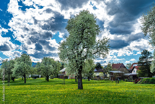 Streuobstwiese mit großen, alten blühenden Birnbäumen in gleißenden Frühlingslicht und dramatischen Wolkenhimmel; A, Vorarlberg, Bodensee, Fussach