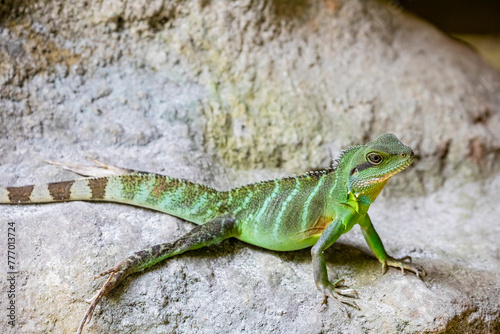 Chinese water dragon (Physignathus cocincinus) is a species of agamid lizard native to China and mainland Southeast Asia. Coloration ranges from dark to light green.