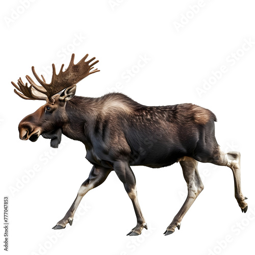 moose in motion isolated white background