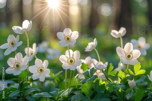 Beautiful white flowers of anemones in spring in a forest close-up in sunlight in nature. Spring forest landscape with flowering primroses