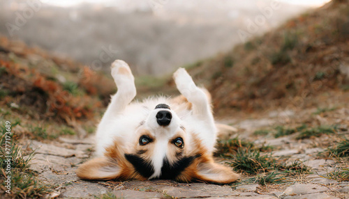 dog laying on his back