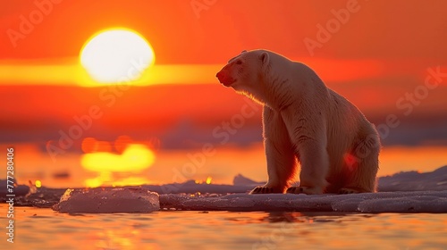 Polar Bear stands on melting sea ice at sunset