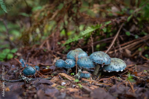 Stropharia aeruginosa, commonly known as the verdigris agaric, Blue mushroom. Slimy woodland mushroom, found on woodland.