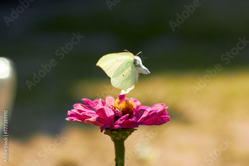 The butterfly Gonepteryx rhamni feeds pink Zinnia flower
