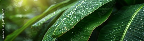 Lush banana leaves, closeup, dew drops, soft morning light, vibrant green texture background