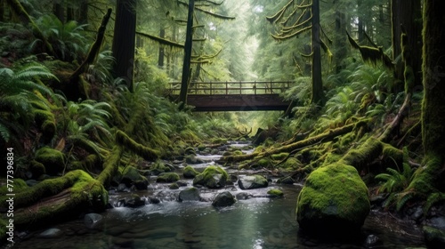 Rain forest in Vancouver