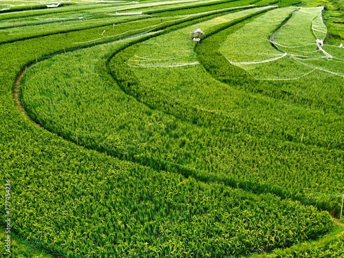panorama of agrarian rice fields landscape in the village of semarang, Central Java, like a terraced rice fields ubud Bali Indonesia