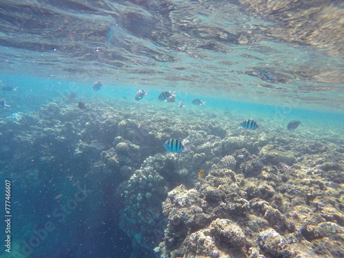  Indo-Pacific sergeant (Abudefduf vaigiensis) is a species of damselfish in the family Pomacentridae above coral reef in Red sea Egypt