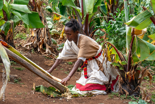 Ethiopie, a young woman from the Dorze tribe prepairs fower for flatbread from the false banana tree. Dorze village 13th of february 2024