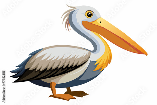 a pelican on white background 
