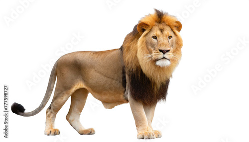 Löwe auf vier beinen isoliert auf weißen Hintergrund, Freisteller