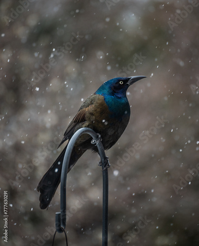 Common grackle bird perched on metal hook on a snowy day.