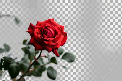 Eternal Love: Symbolism of the Red Rose