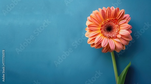 Single vibrant orange gerbera daisy against blue background with copy space on left