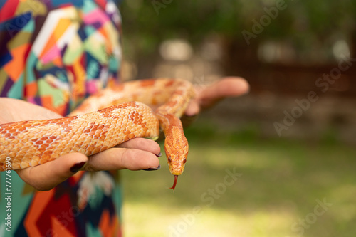 Red corn snake in the woman's hand. Pantherophis guttatus.