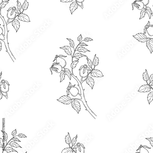 Seamless pattern with rosehip branch on white background. Vector Illustration. linear hand drawn for wallpaper, design, textile, packaging, decor