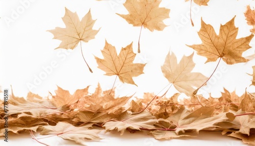 autumn falling maple leaves isolated on white background