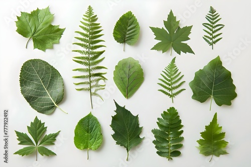 Many real leaf specimens, different shapes, white background