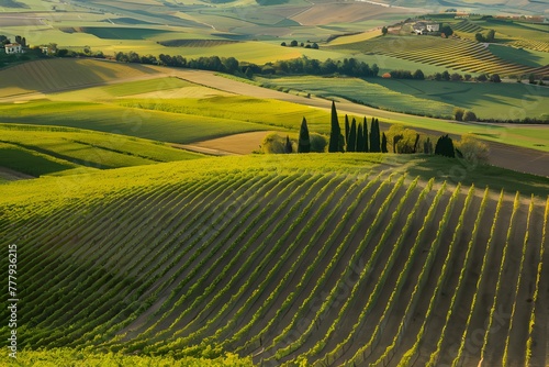 showcases orderly rows of vineyard in picturesque Tuscany Aerial view