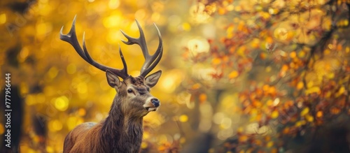 Red deer with long antlers in the forest in autumn