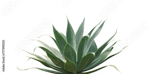 Agave attenuata, Fox Tail Agave Plant Isolated on White Backgrou