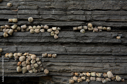 gastropods living on the rock wall