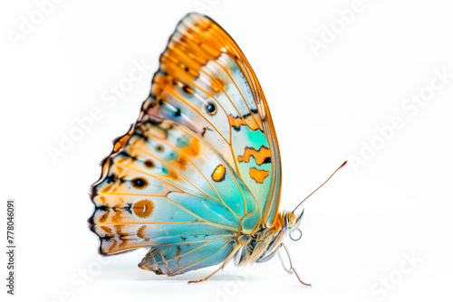 Beautiful blue copper butterfly isolated on a white background with clipping path