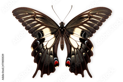 Beautiful Papilio memnon agenor butterfly isolated on a white background with clipping path