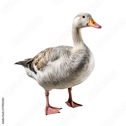 a close up of a duck