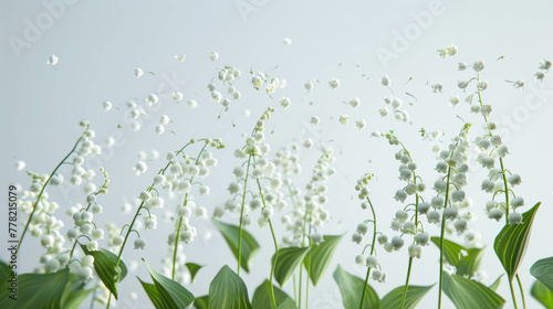Falling Lily Of The Valley Flowers Against A White Background, Spring Blossoms Background