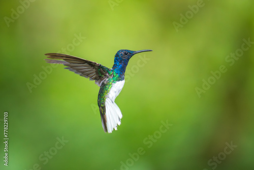 Beautiful White-necked Jacobin hummingbird, Florisuga mellivora, hovering in the air with green and yellow background. Best humminbird of Ecuador.