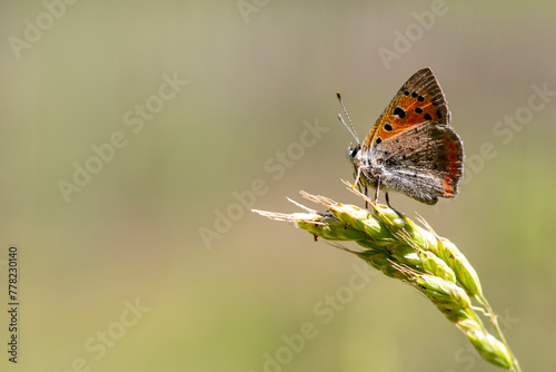 A small copper, American copper, or common copper butterfly sitting on a green plant.