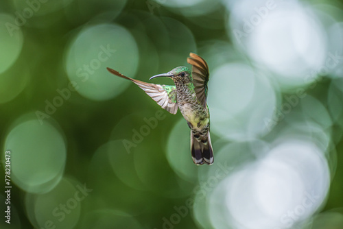Beautiful female White-necked Jacobin hummingbird, Florisuga mellivora, hovering in the air with green and yellow background. Best humminbird of Ecuador.