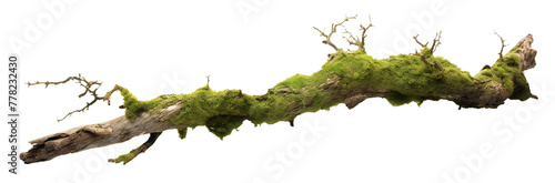 Moss-covered tree branch cut out