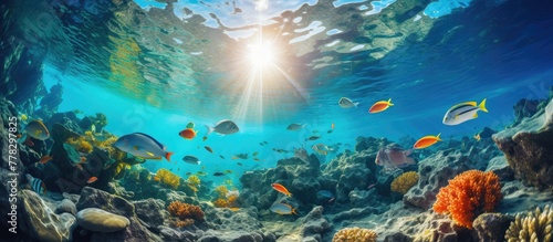 underwater photography. beautiful underwater landscape with various kinds of fish swimming looking for food