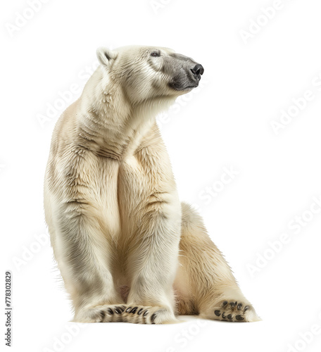Polar bear with an attentive gaze isolated