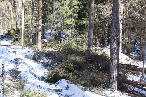 Forest felling, Forest being cut down.