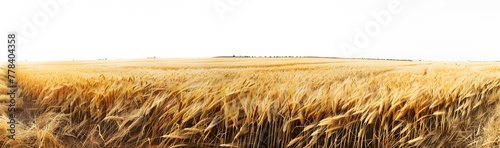 a field of wheat with a white sky