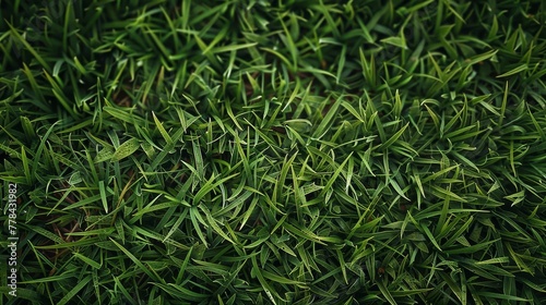 Softly focused perspective of a green grass field, emphasizing the natural texture and pattern