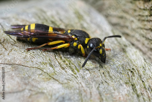 Closeup on an Early Mason Wasp, Ancistrocerus nigricornis sitting on wood