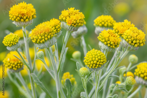 Immortelle - Plant Everlasting, close up