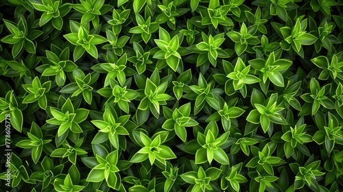 A realistic view of a bed of small, pointed green leaves, forming a dense, uniform texture with a striking, natural pattern.