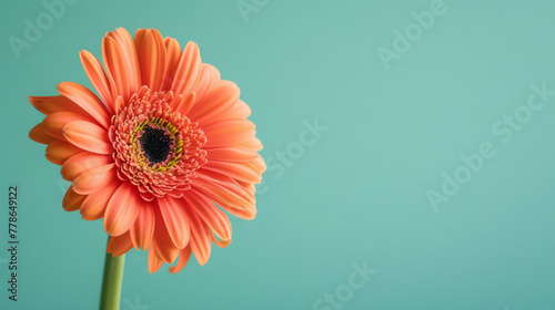 Striking close-up of a vibrant orange gerbera flower set against a turquoise background as a banner with blank space