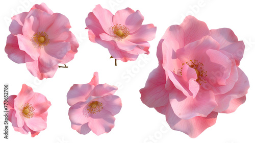 Knock Out Rose Collection: Vibrant 3D Digital Art of Isolated Roses on Transparent Backgrounds – Perfect for Botanical Designs and Nature Themes