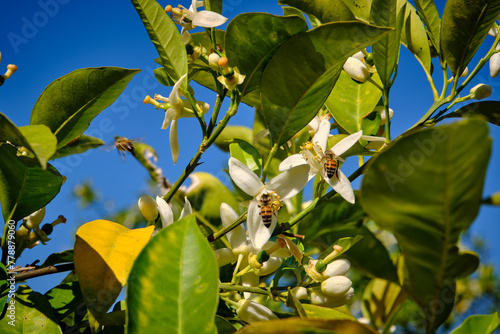 Fiori di arancio con api