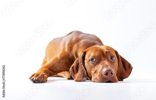 Dog studio shot. Ginger Hungarian vizsla lying down with sad face. Sad brown dog lies down on the white background. Pet portrait.