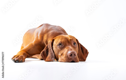 Dog studio shot. Ginger Hungarian vizsla lying down with sad face. Sad brown dog lies down on the white background. Pet portrait.