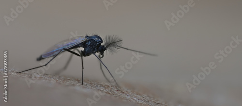 midge black fly