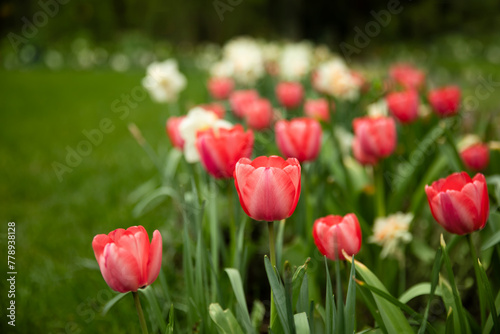 czerwone tulipany, wiosenne kwiaty