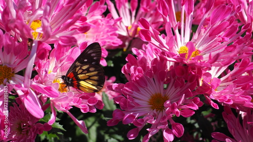 Closeup of Red-base Jezebel (Delias pasithoe) butterfly on a pink purple Chrysanthemum flower, against a background with other lilac Chrysanthemums 